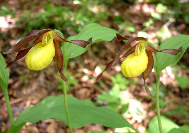 Cypripedium calceolus / Scarpetta di Venere